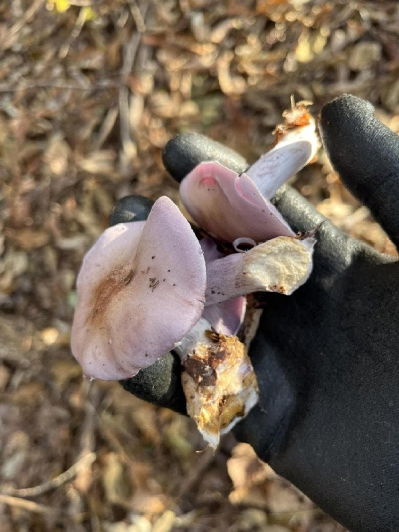 보라색 버섯을 넣고 라면 끓인 사람