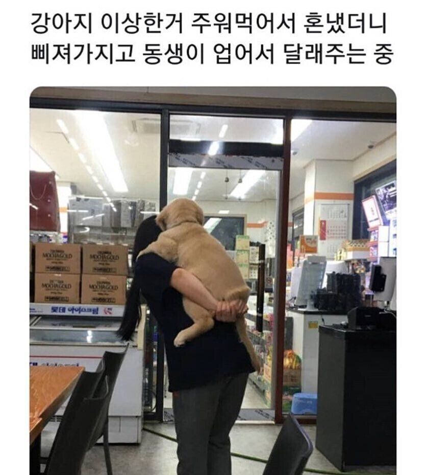강아지를 혼냈더니 삐졌다...