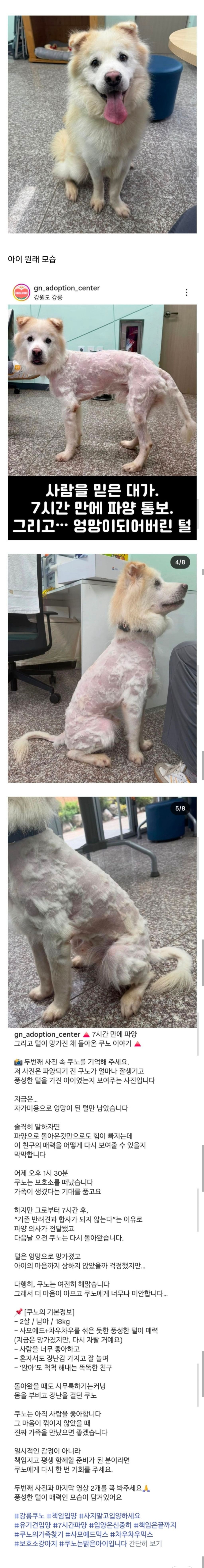 입양간지 7시간만에 파양되어 돌아온 개의 모습