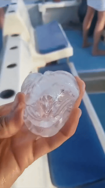 실제로 존재하는 거대 플랑크톤제로 존재하는 거대 플랑크톤