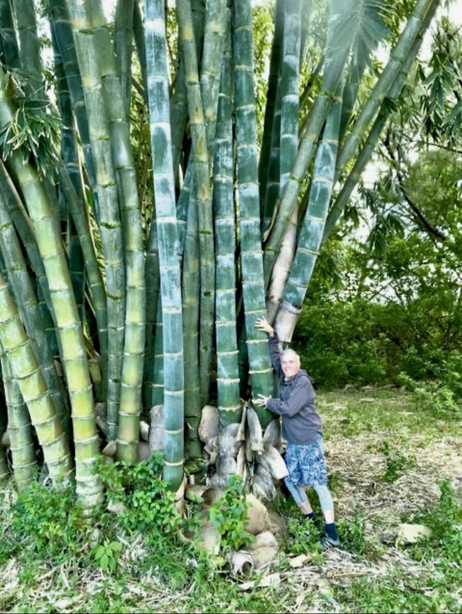 대나무 자생지에서 유물이 별로 안나오는 이유