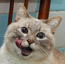 마비m 웨카 경매장 매물논란 해소 방법