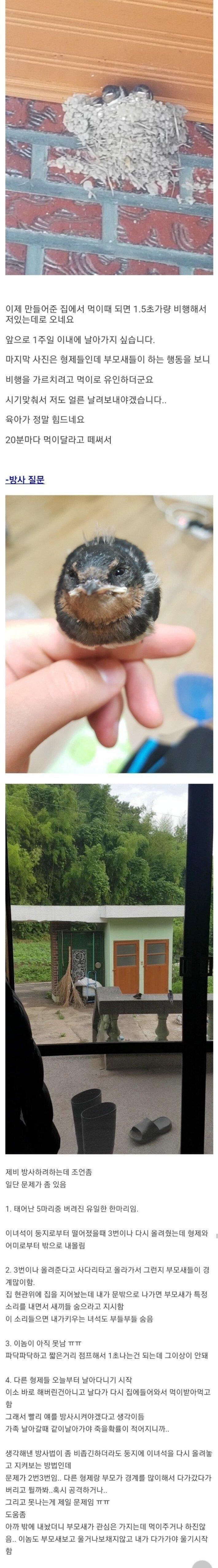 새끼제비 주운 썰