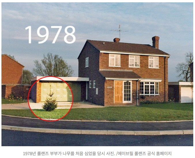 꼬마 나무를 43년 동안 키워 크리스마스 트리로 만든 노부부