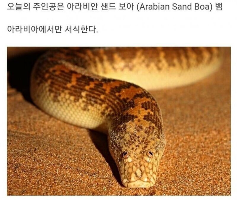 엄청 못생긴뱀
