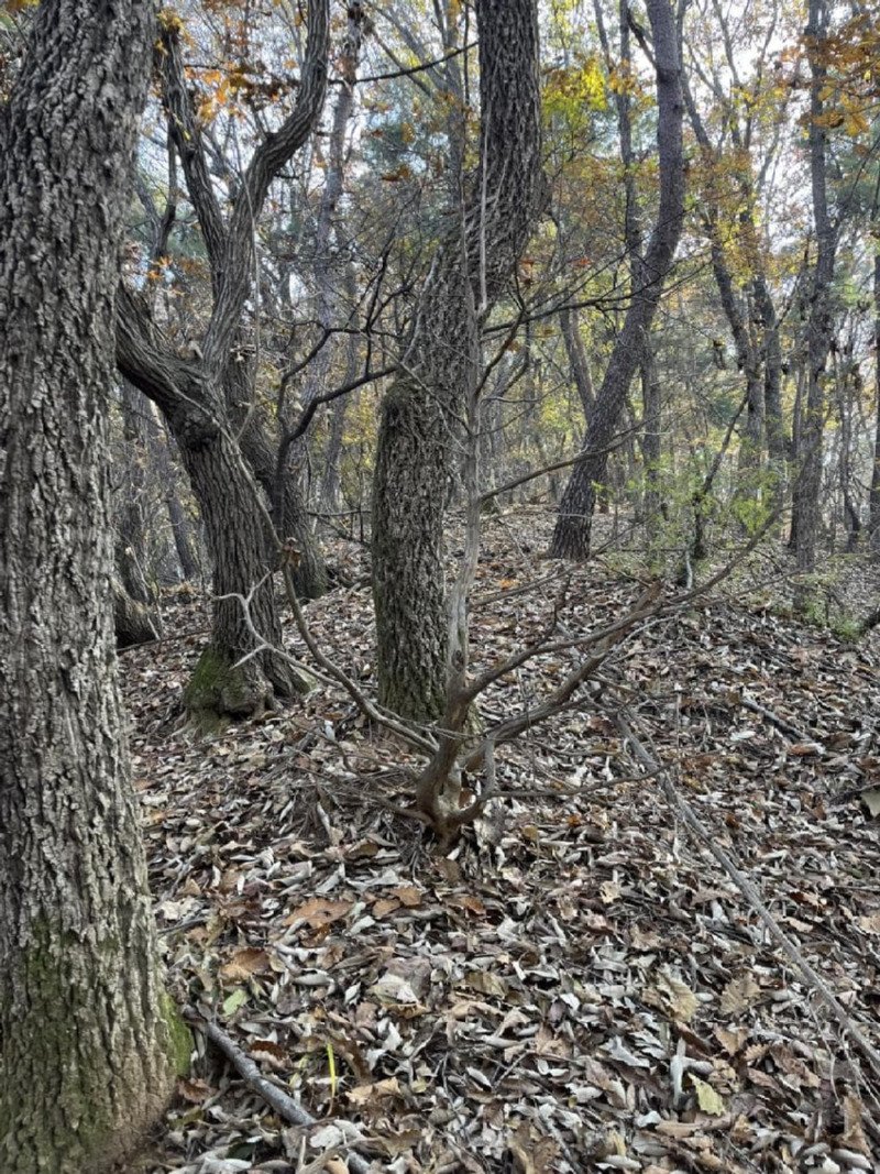 보라색 버섯을 넣고 라면 끓인 사람