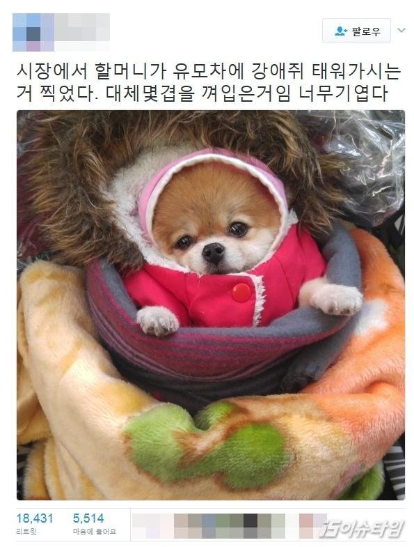할머니들이 키우는 강아지들 한겨울 특징.jpg