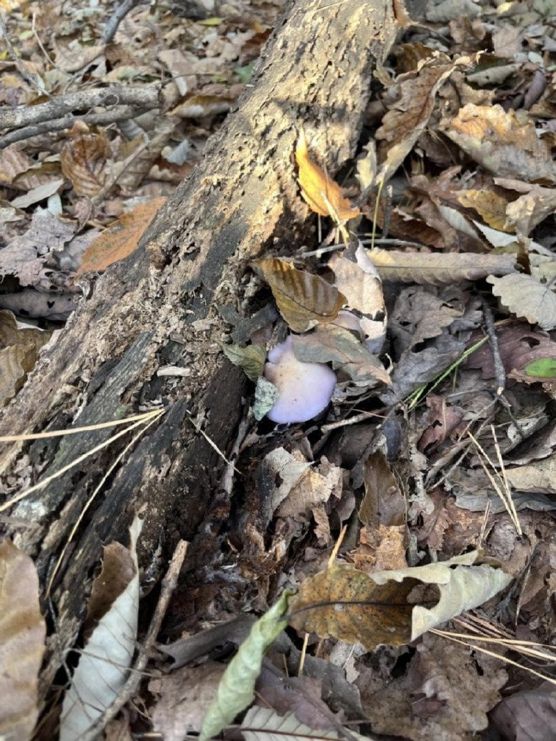 보라색 버섯을 넣고 라면 끓인 사람