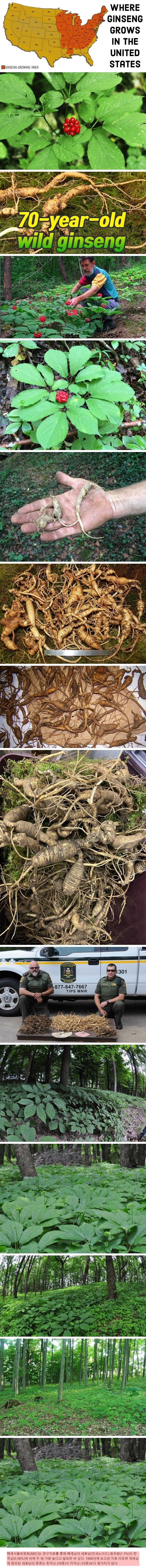 미국산 산삼 클래스.