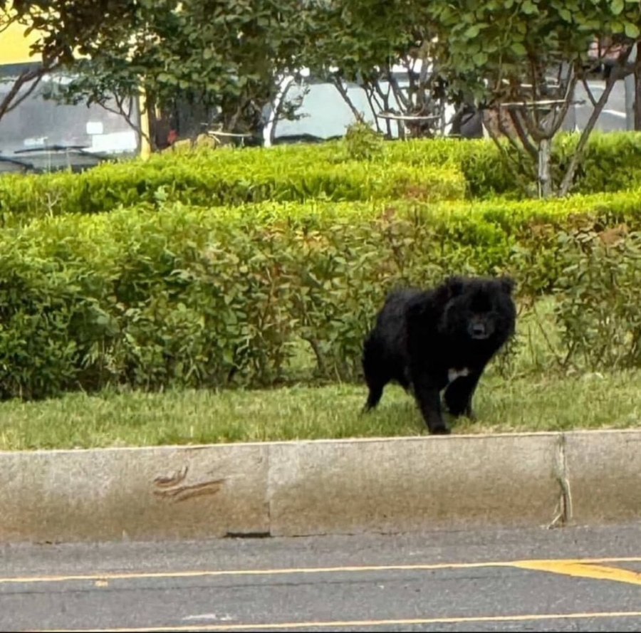 ? 울산에 곰 나왔어요