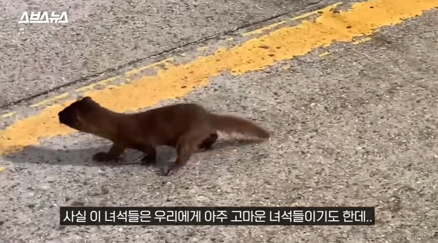 요즘 고양이보다 낫다고 평가 받는 동물jpg