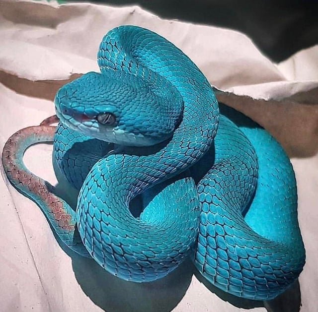 주토피아 흥행에 미쳐버린 중국 근황