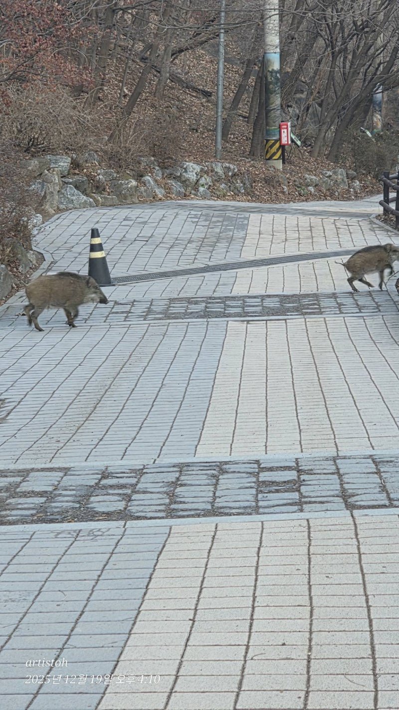 도봉산 근황 feat. 멧돼지와 캣맘