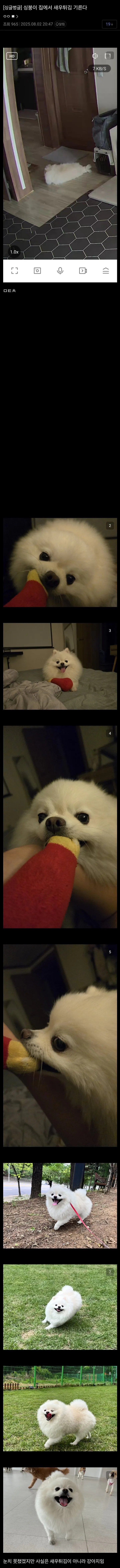 집에서 새우튀김 기르는 디씨인