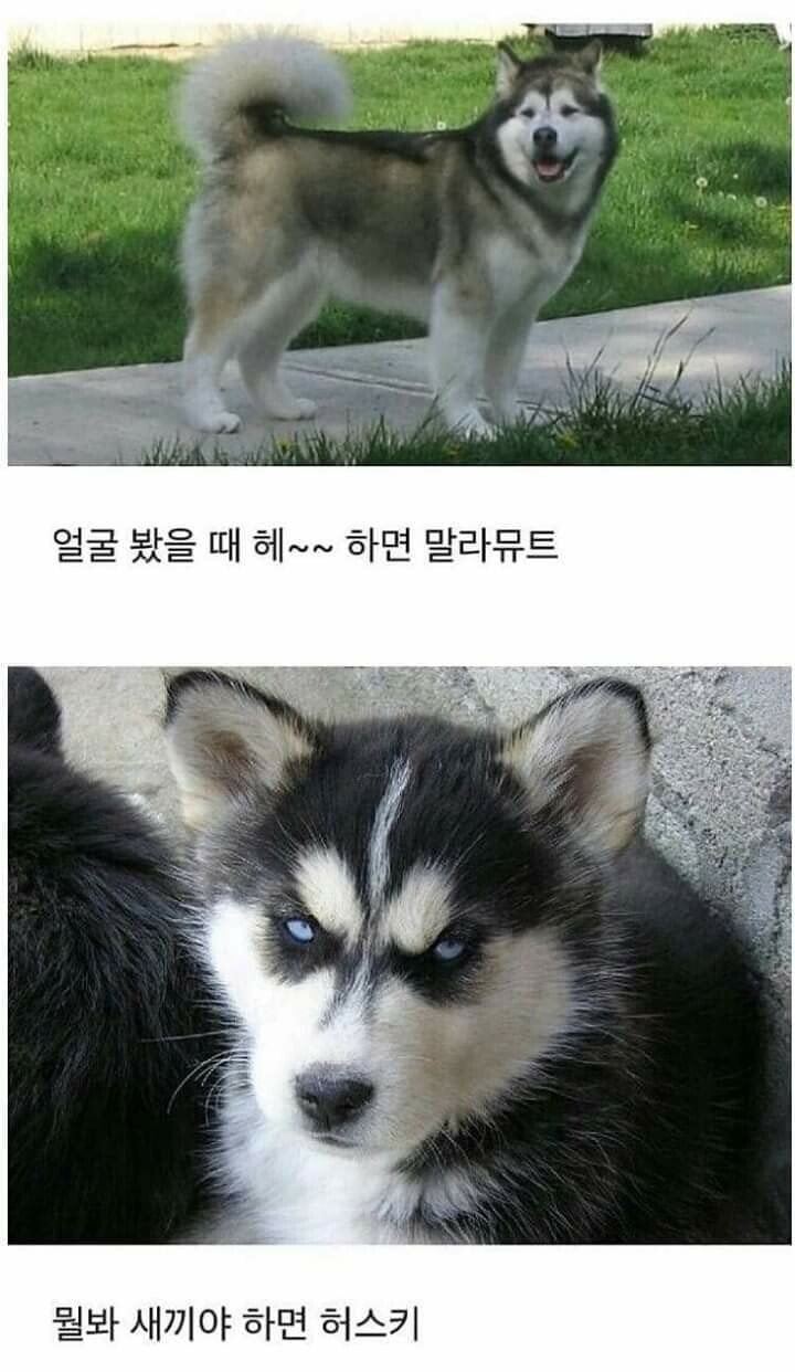말라뮤트와 허스키 강아지 쉽고 빠르게 구별하는 법