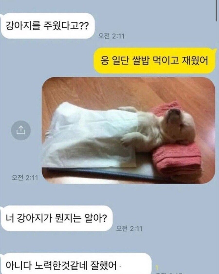 강아지를 주워서 밥 먹이고 재운 사람