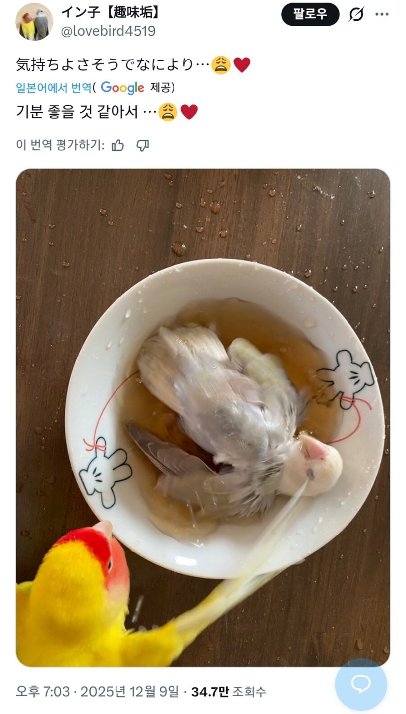 앵무새 키우는 사람들이 자주 겪는 일