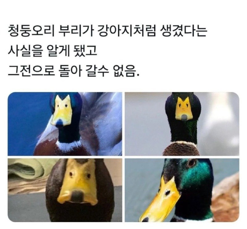 강아지가 보인다는 청둥오리 부리.jpg
