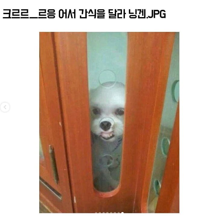 간식내놔라 주인닝겐