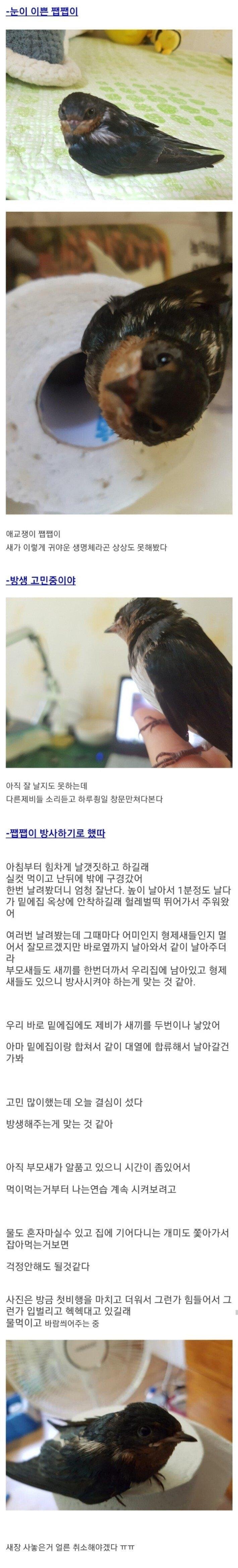새끼제비 주운 썰