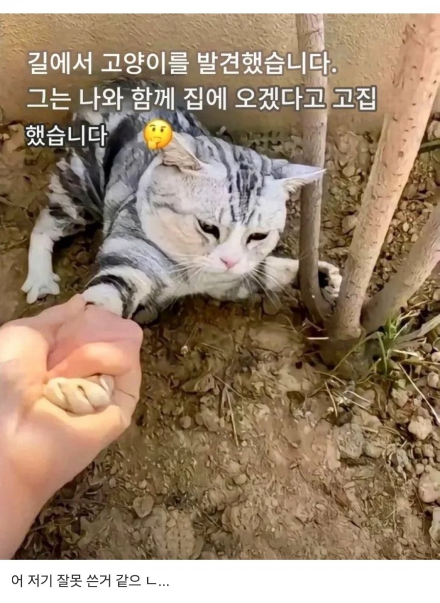 고양이를 주운 외국인