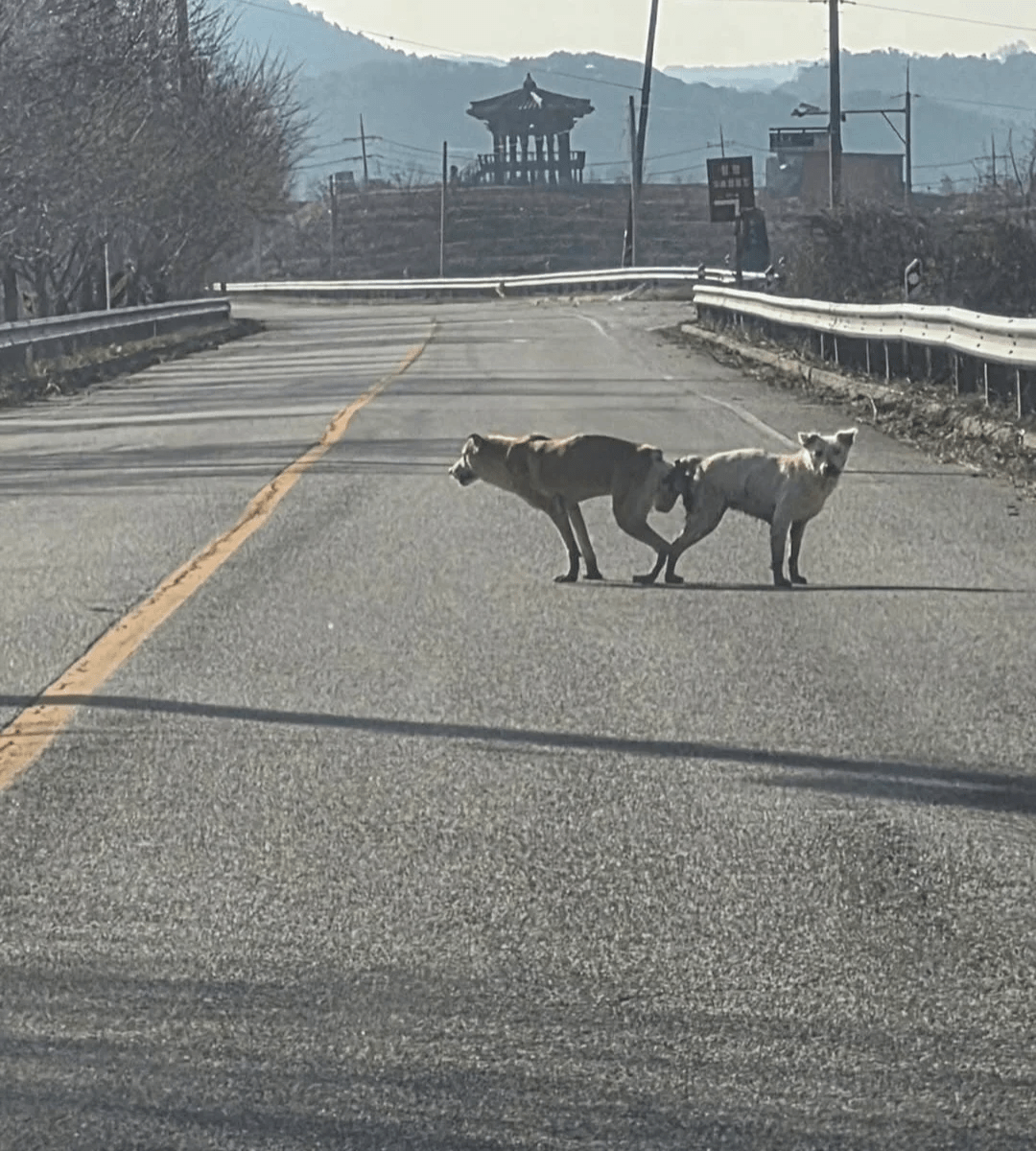 미친 강아지 학대.JPG