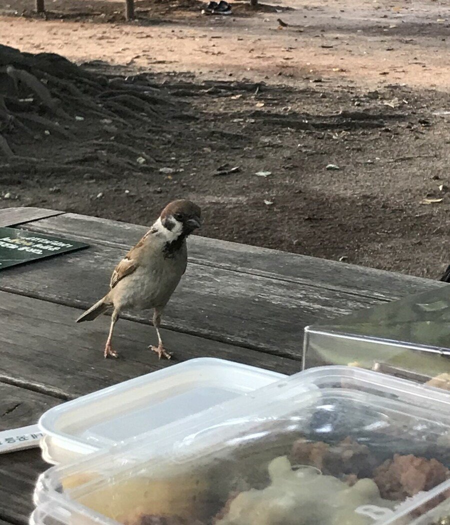 도시락이 궁금한 참새.