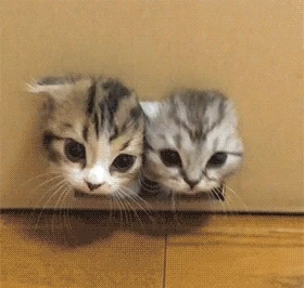 귀여운 고양이들.gif