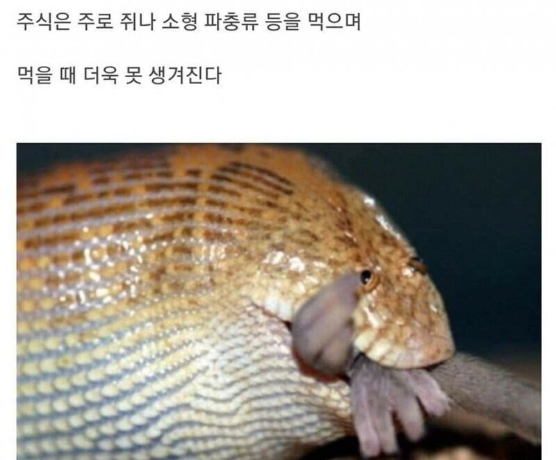 엄청 못생긴뱀