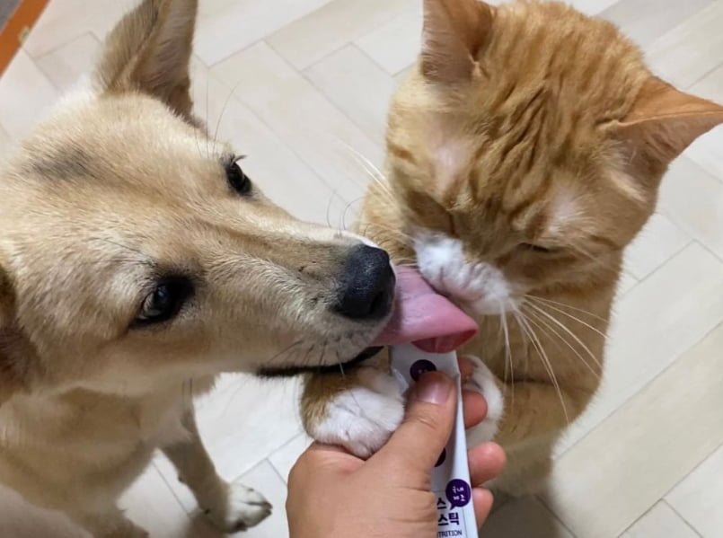 강아지와 고양이 혀 크키 차이