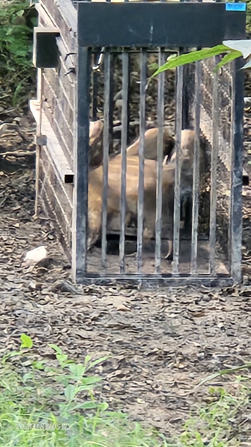 도봉산 근황 feat. 멧돼지와 캣맘