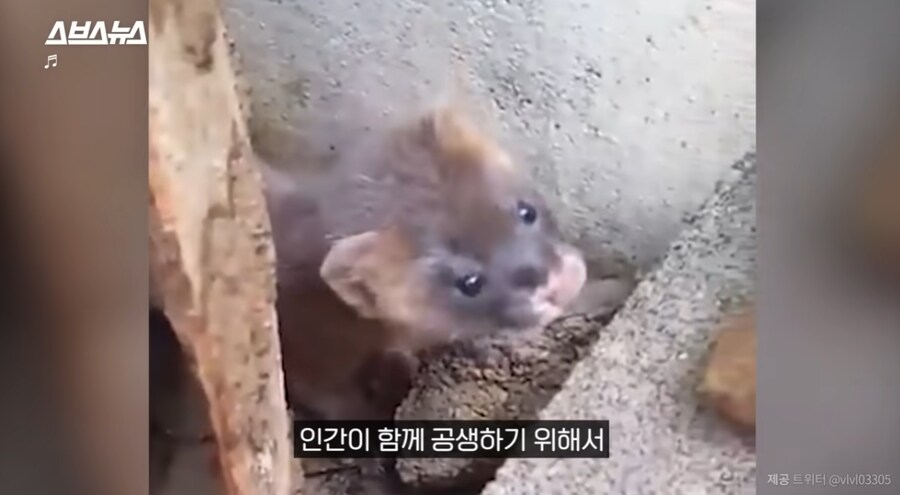 요즘 고양이보다 낫다고 평가 받는 동물jpg