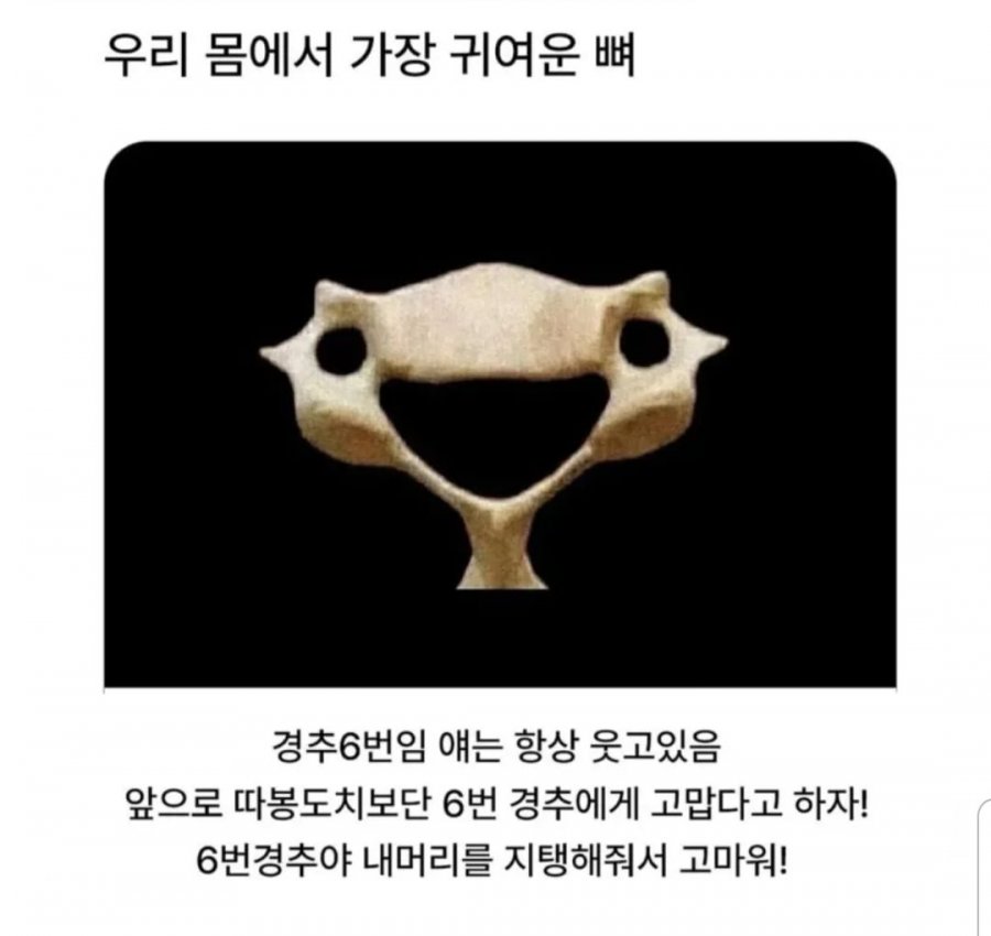 우리 몸에서 가장 귀여운 뼈