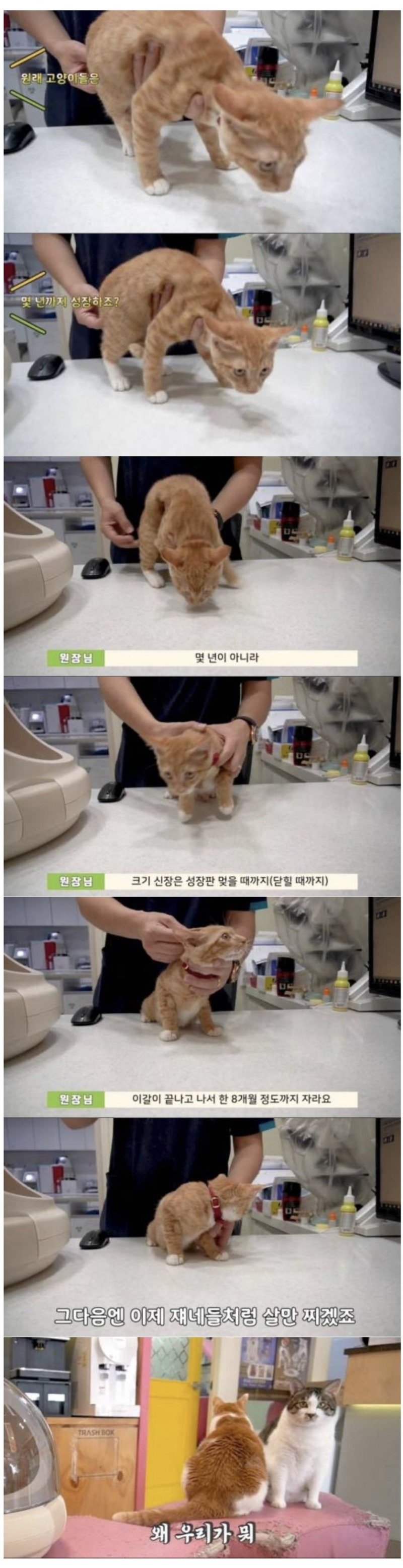 수의사가 말하는 고양이 성장에 대한 비밀