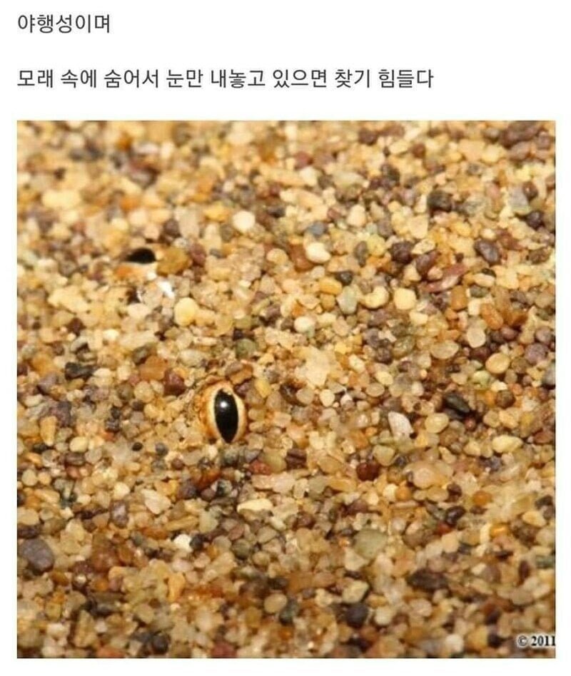 엄청 못생긴뱀
