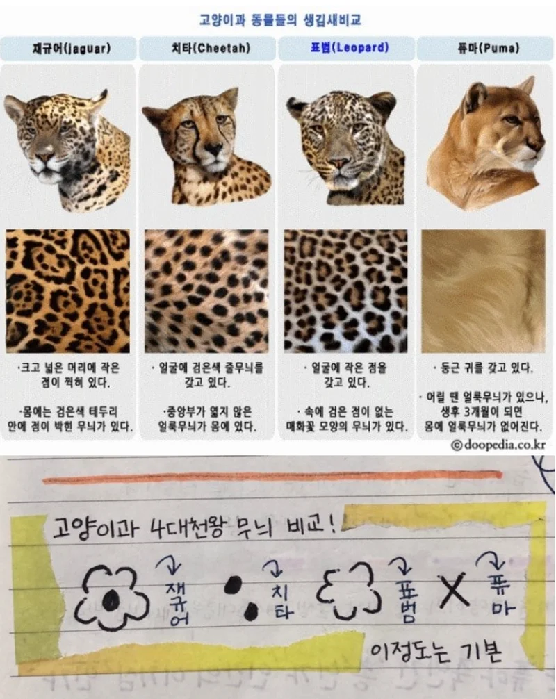 재규어, 치타, 표범, 퓨마 무늬 비교