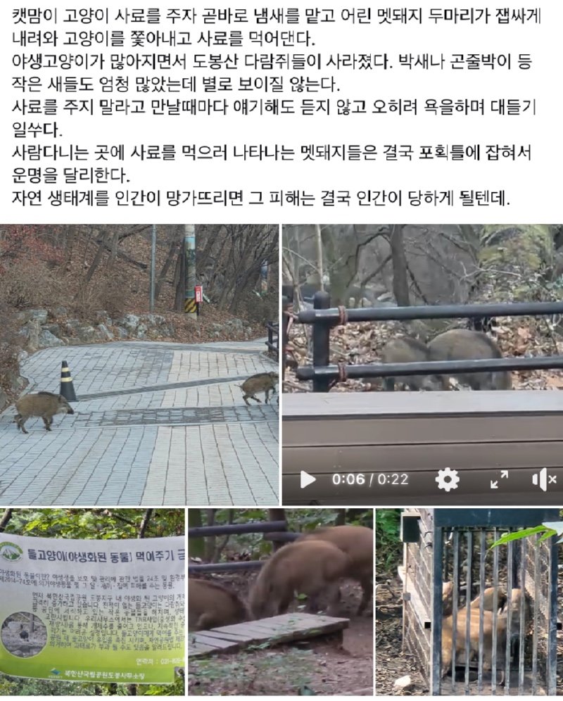 도봉산 근황 feat. 멧돼지와 캣맘