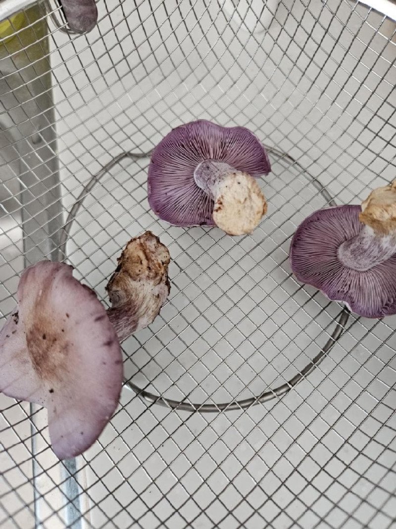 보라색 버섯을 넣고 라면 끓인 사람