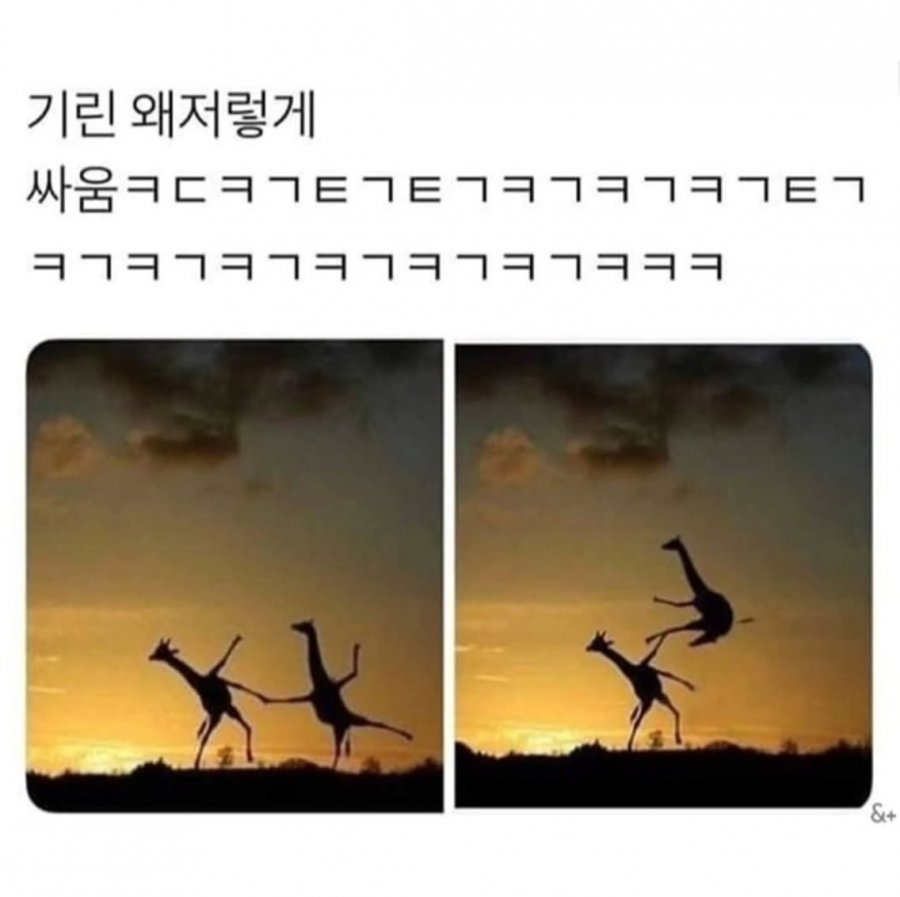 기린 싸우는거 처음 봄