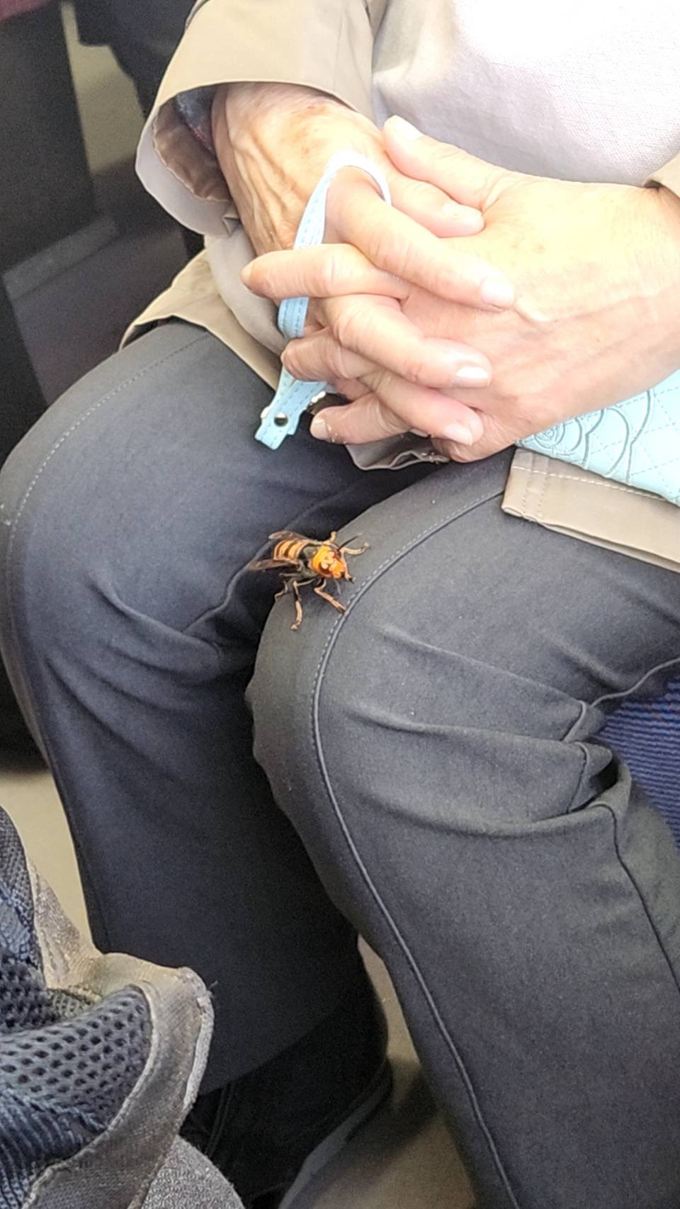 앉아있는 아주머니 무릎에 말벌이