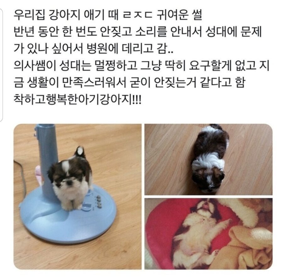 6개월 동안 짖지않는 강아지 혹시 성대가