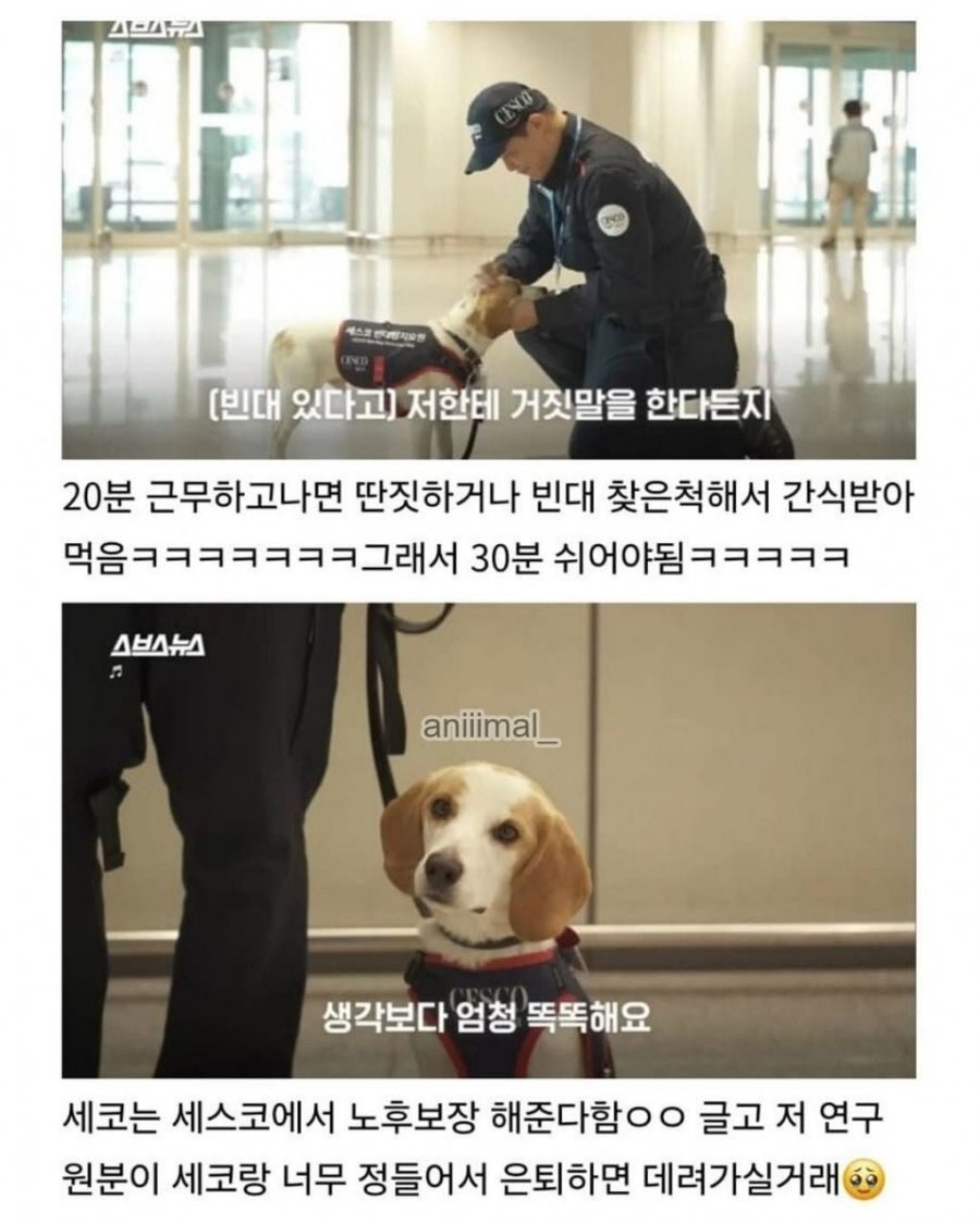 20분 일하고 30분 쉬는 댕댕이