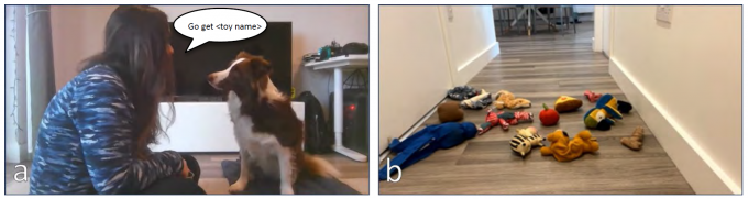 '서당개' 진짜였다…대화 엿듣고 새로운 단어 익히는 개