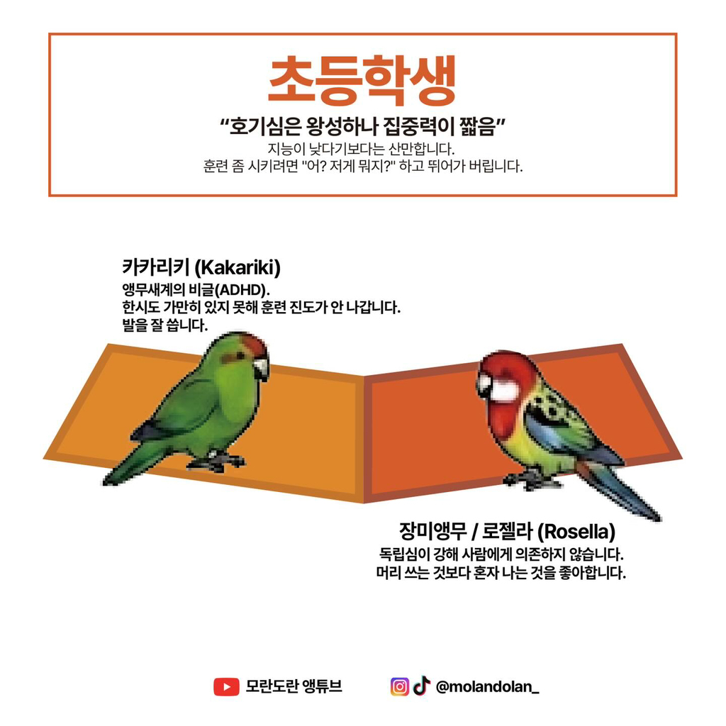 재미로 보는 앵무새 성향 & 지능 티어도