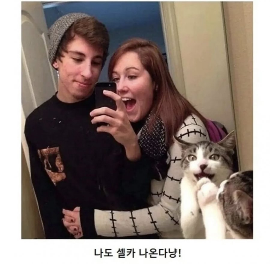 이해 할 수 없는 고양이 모음집 ㅎㅎ