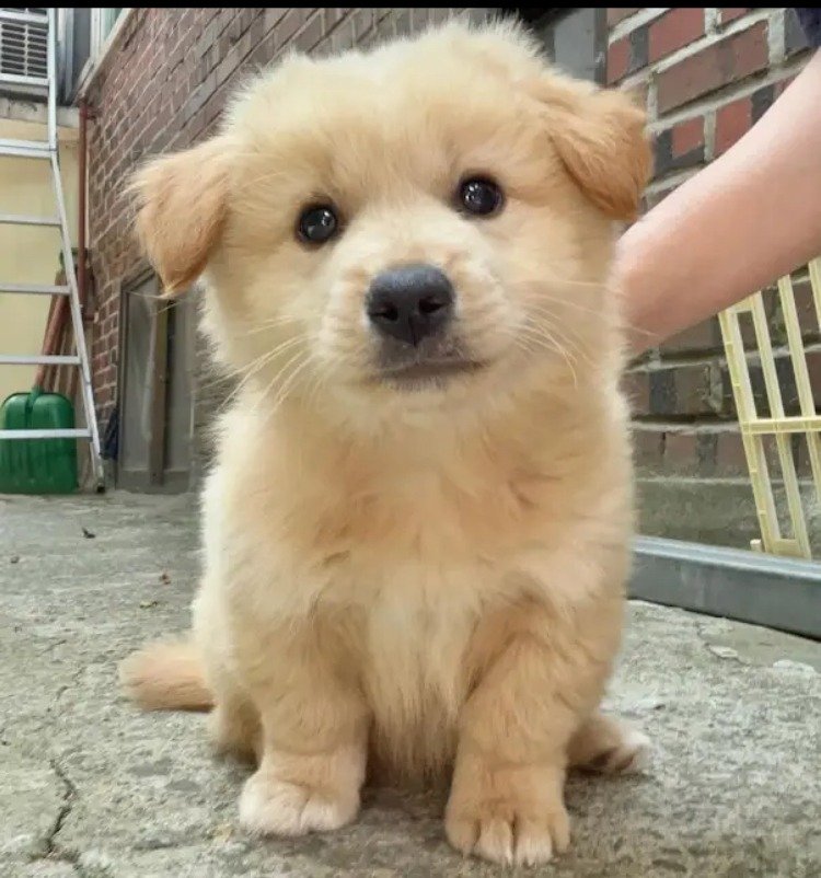 외국 유투브 채널에 소개된 한국 감자.jpg