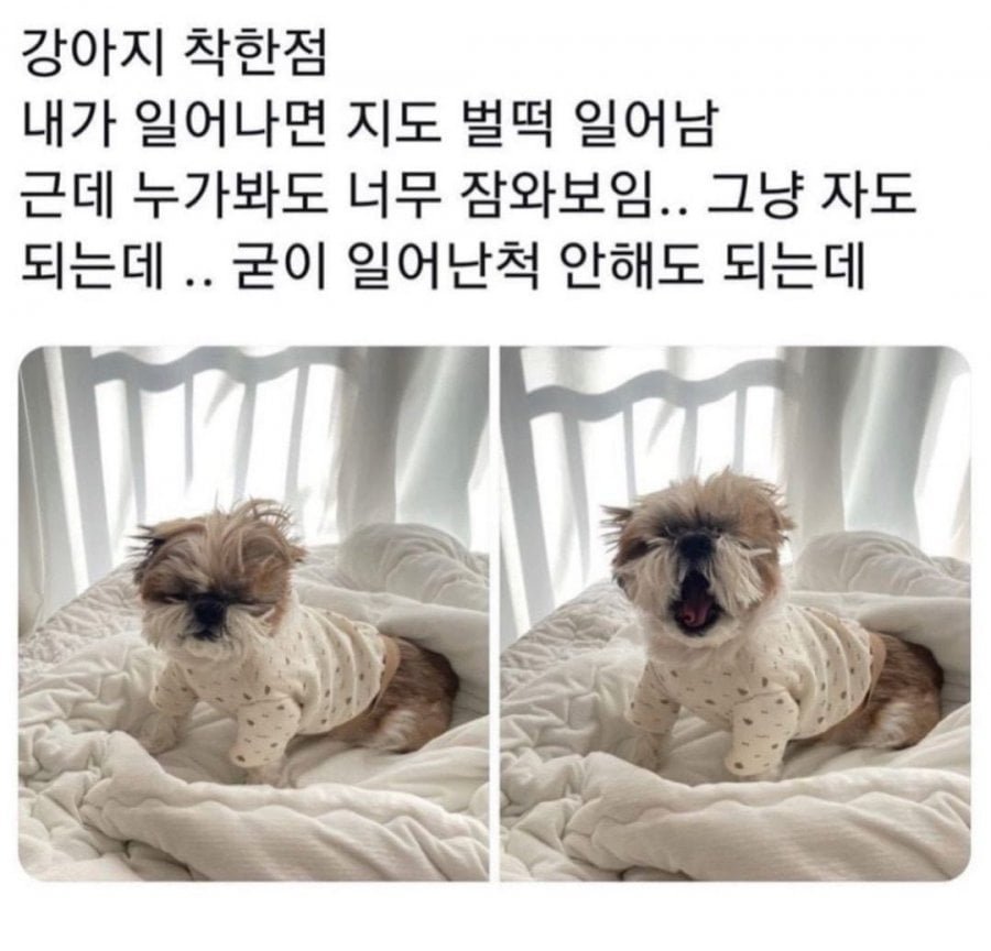 강아지에 좋은점