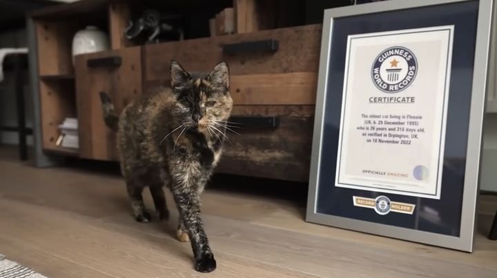 30살 기네스 신기록 고양이 사진
