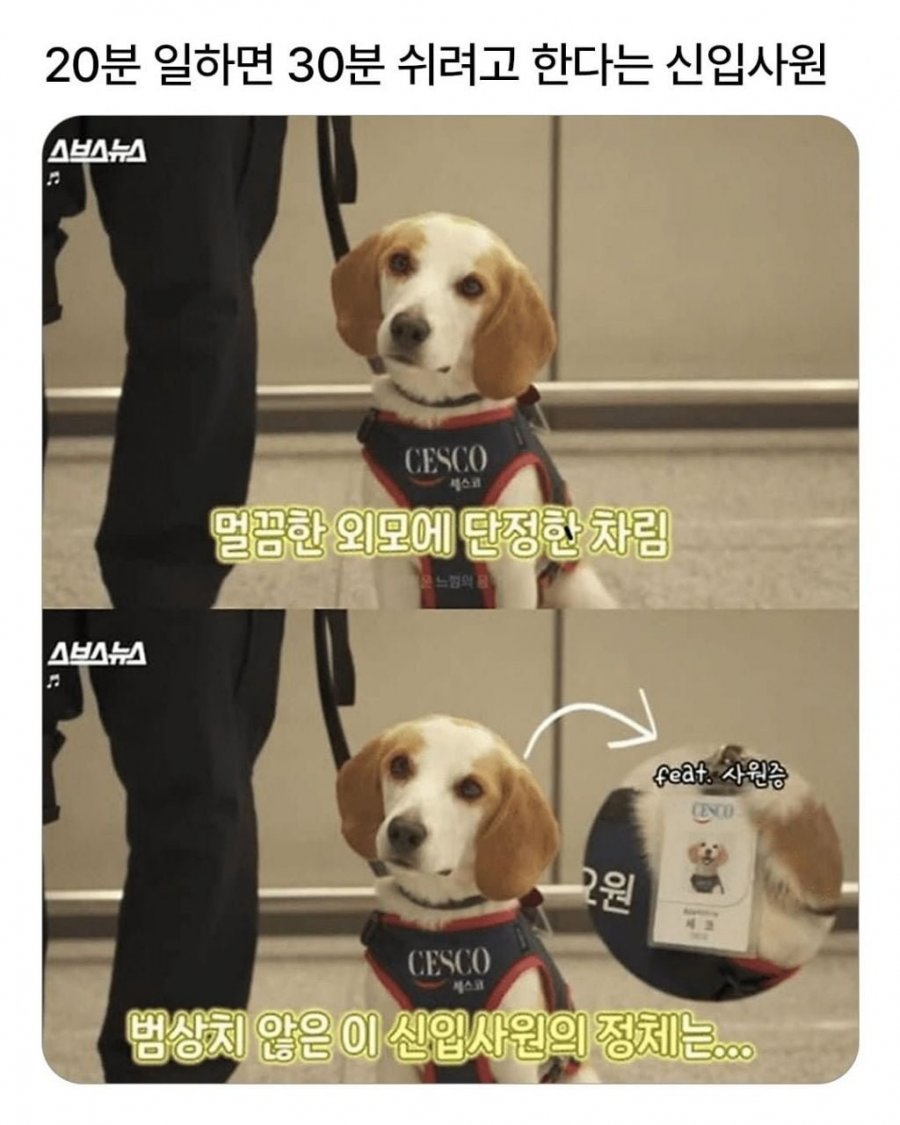 20분 일하고 30분 쉬는 댕댕이