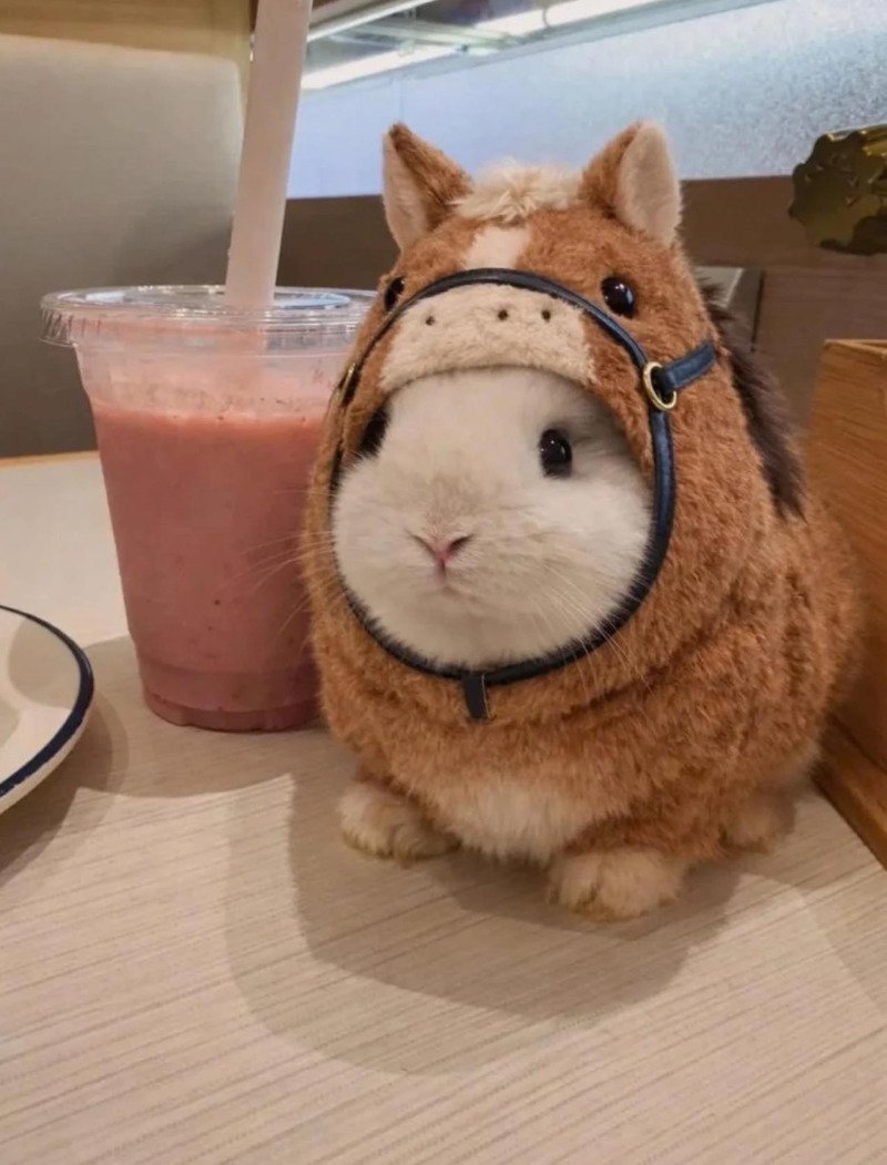 그냥 귀여운 짤입니다. 보고 가세요.